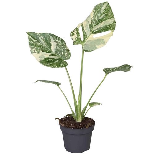 Monstera 'Creme Brûlée'