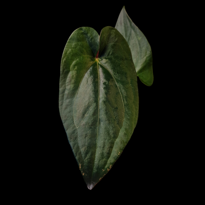 Anthurium magnificum x nigrolaminum