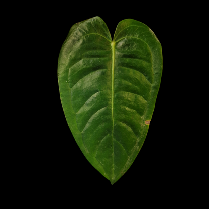 Anthurium veitchii