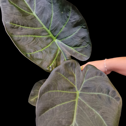 Alocasia 'Regal Shields'