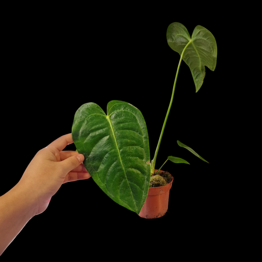 Anthurium veitchii