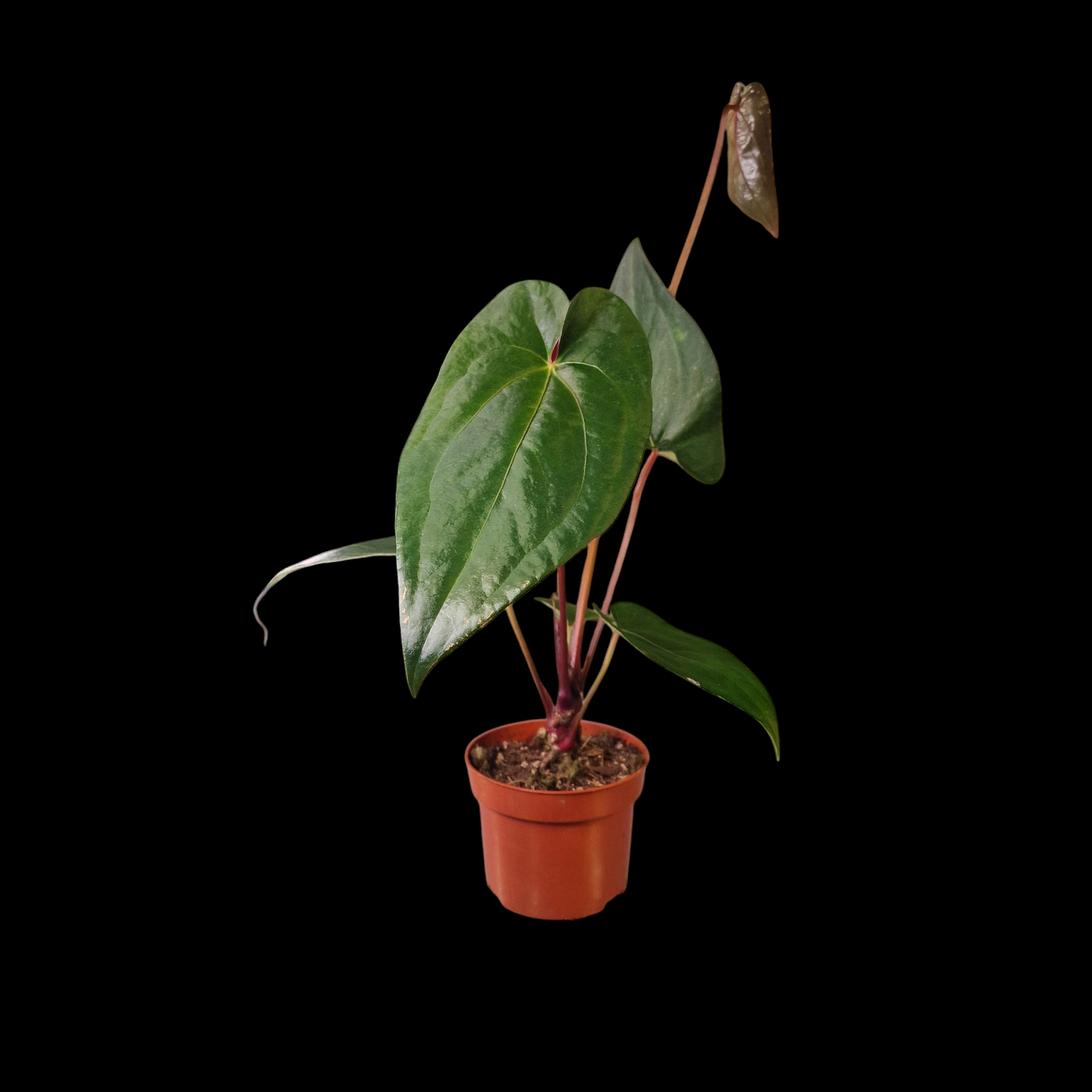 Anthurium magnificum x nigrolaminum