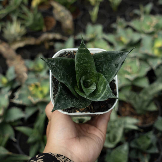 sansevieria adikara