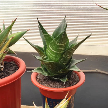 sansevieria adikara