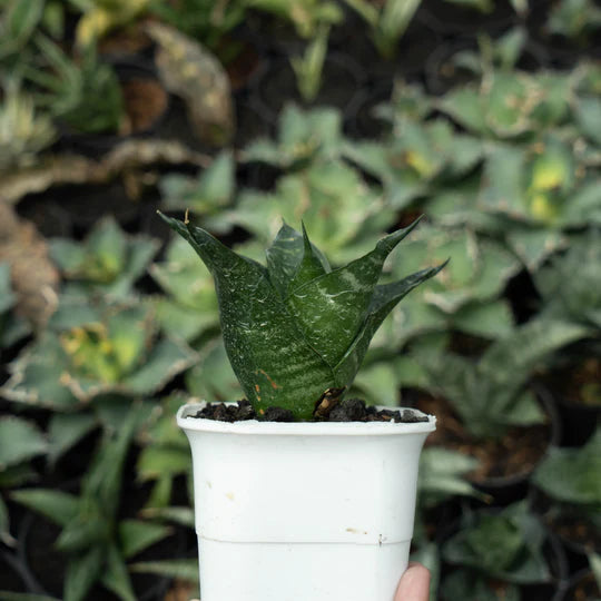 sansevieria adikara