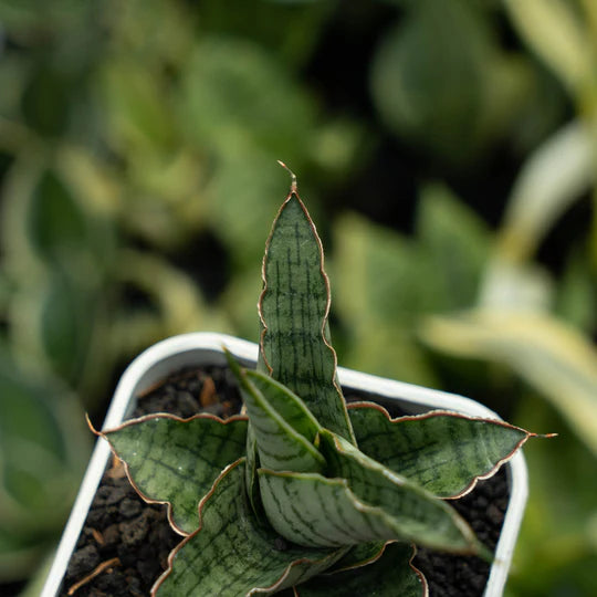 sansevieria anjani blue ice