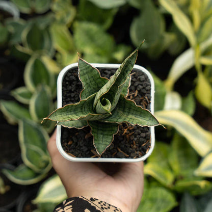 sansevieria anjani blue ice