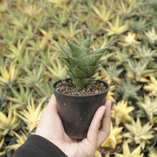 sansevieria arya