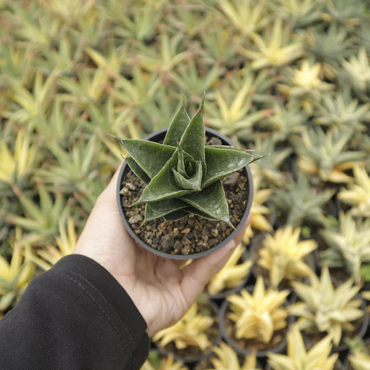 sansevieria arya