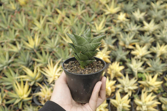 sansevieria arya