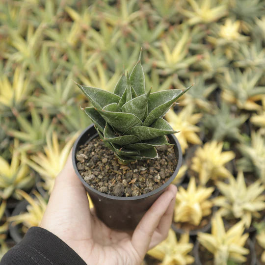 sansevieria arya