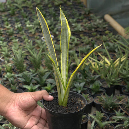 sansevieria assalam