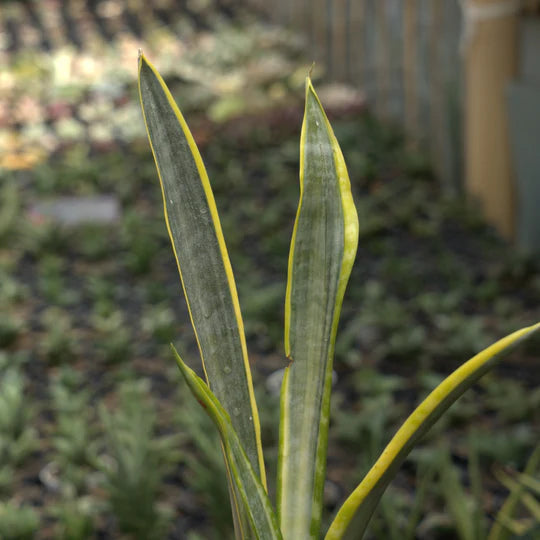 sansevieria assalam