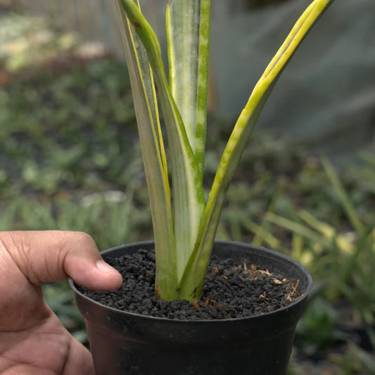 sansevieria assalam