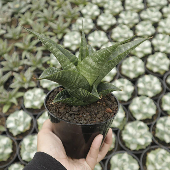 sansevieria black fat