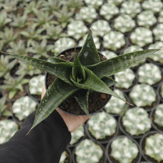 sansevieria black fat