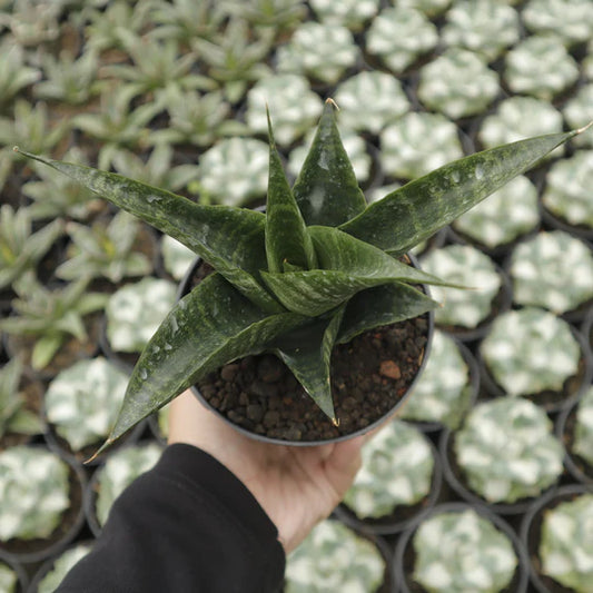 sansevieria black fat