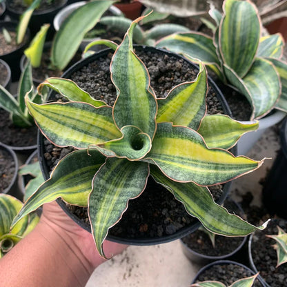 sansevieria black rose variegated