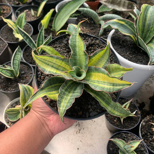 sansevieria black rose variegated