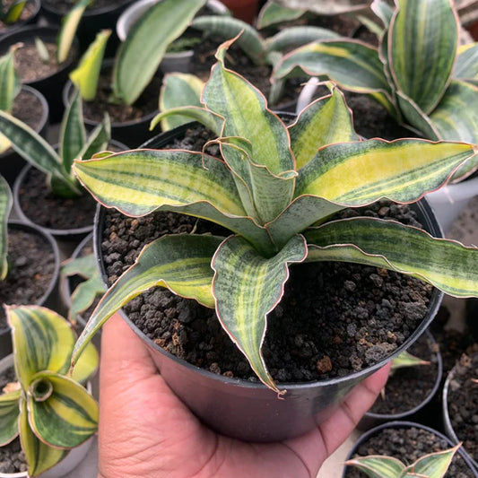 sansevieria black rose variegated