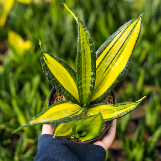 sansevieria california