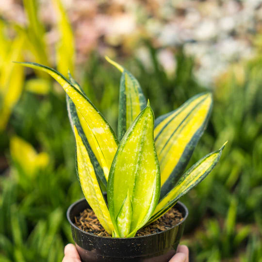 sansevieria california