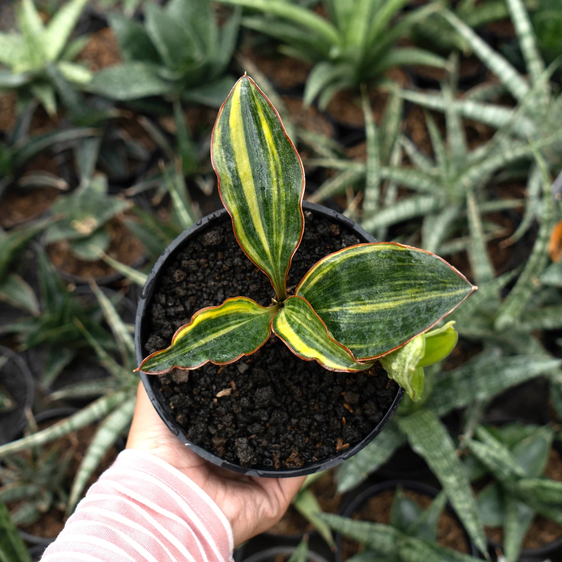 sansevieria conshina variegated