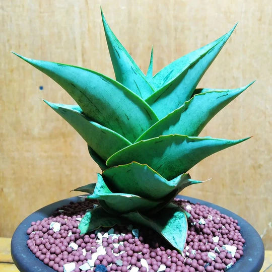 sansevieria dewa