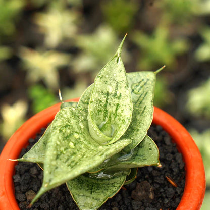 sansevieria dewa