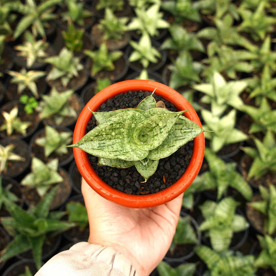 sansevieria dewa