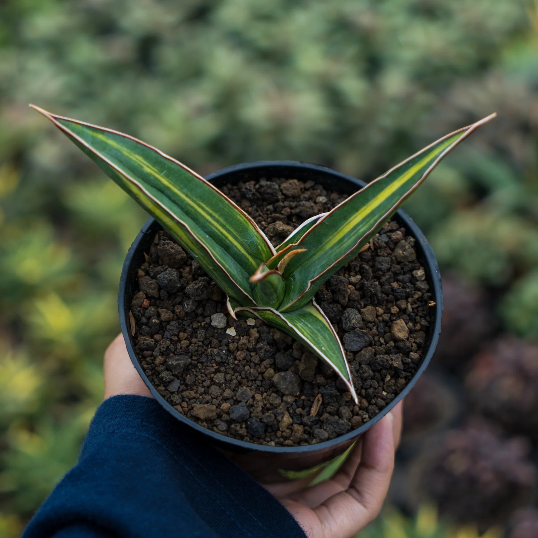 sansevieria doris pfening