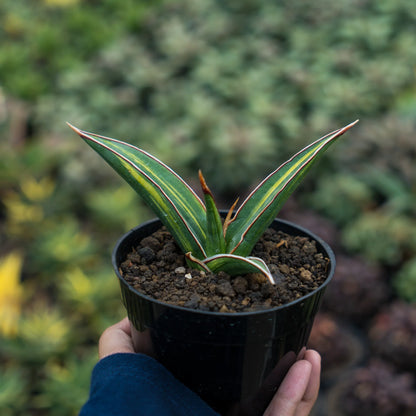 sansevieria doris pfening