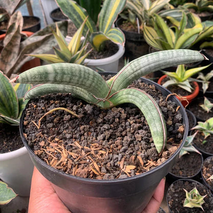 sansevieria eliensis