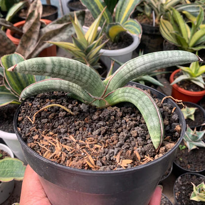 sansevieria eliensis