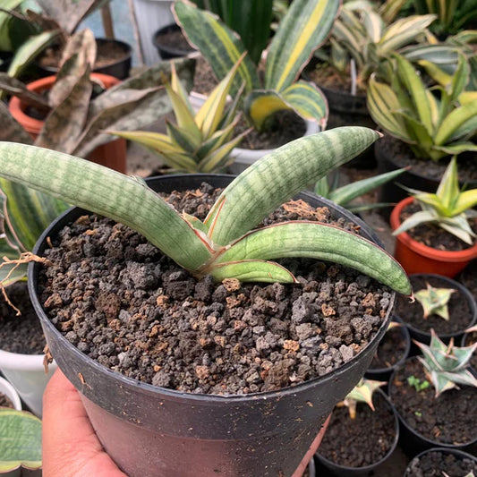 sansevieria eliensis