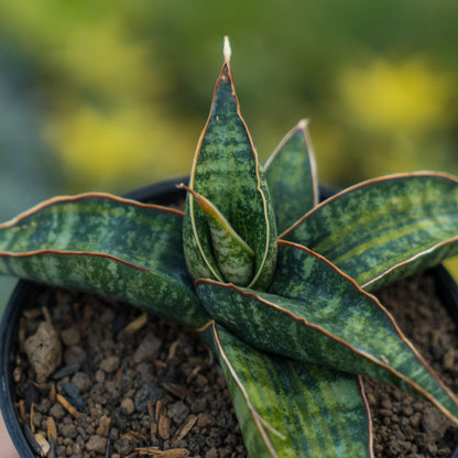 sansevieria fischeri variegated