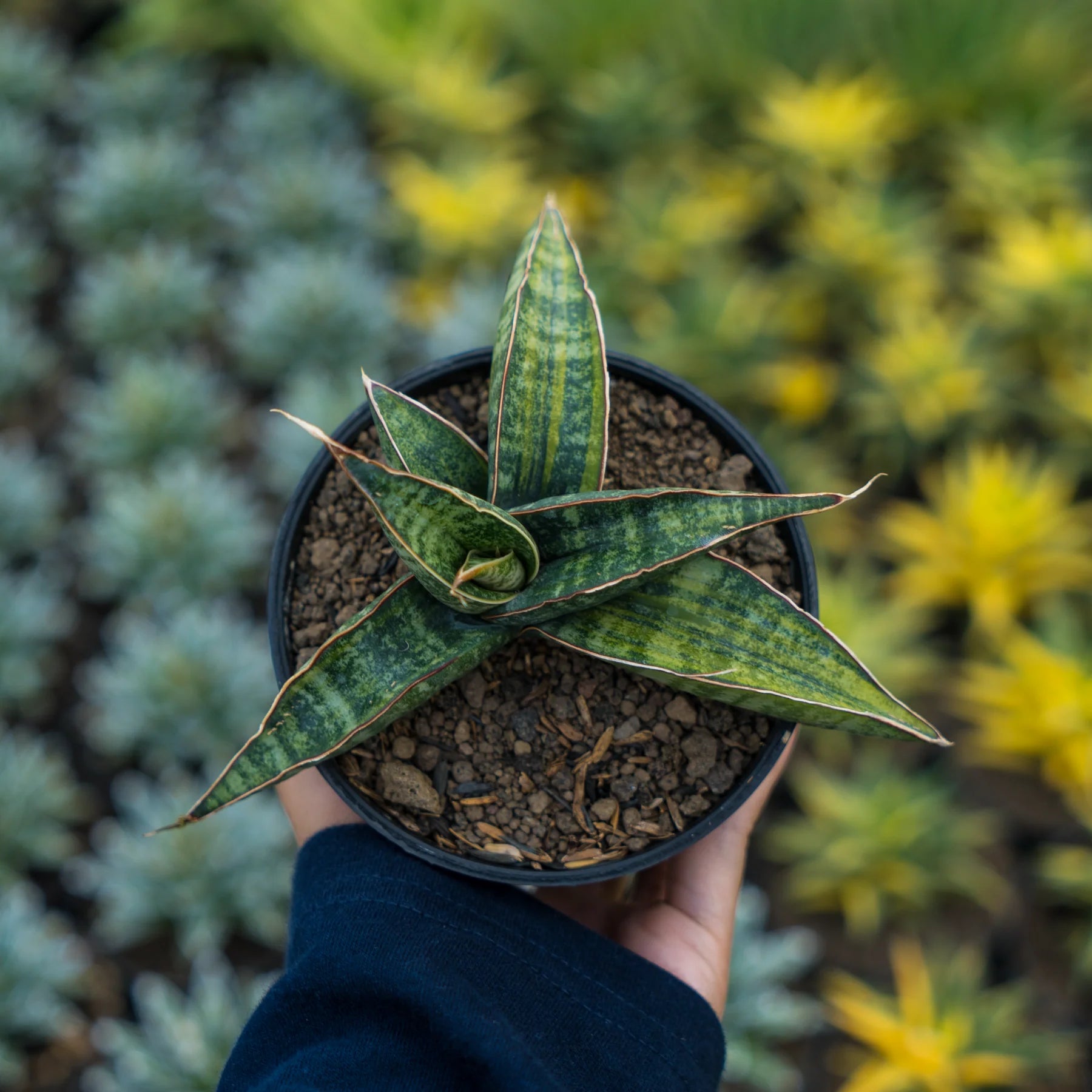 sansevieria fischeri variegated