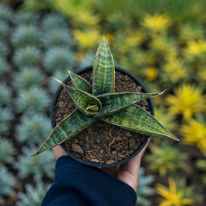 sansevieria fischeri variegated