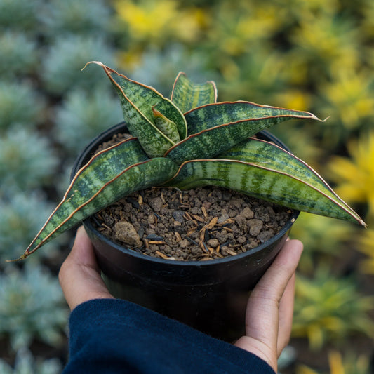 sansevieria fischeri variegated