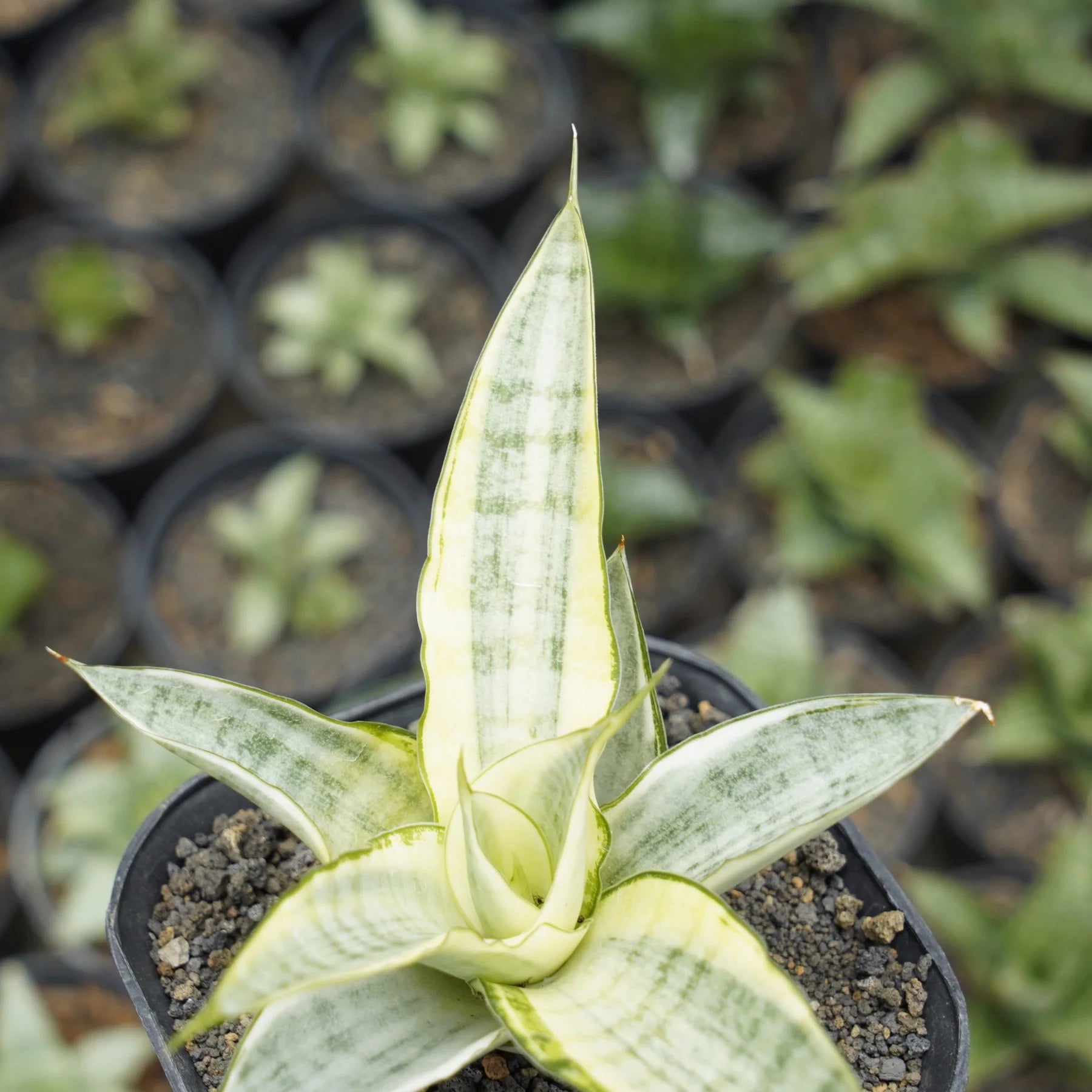 sansevieria gabriella variegated white