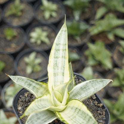 sansevieria gabriella variegated white