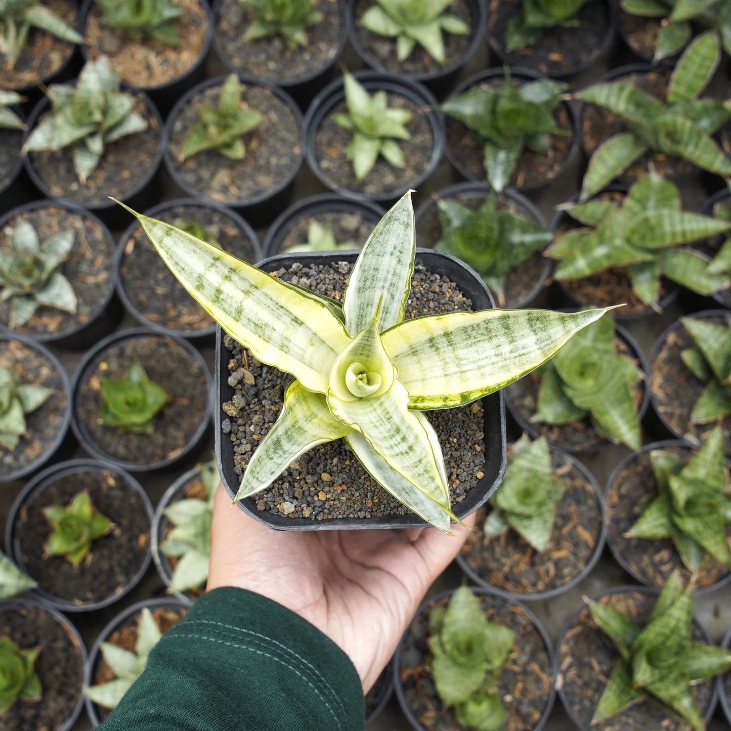 sansevieria gabriella variegated white