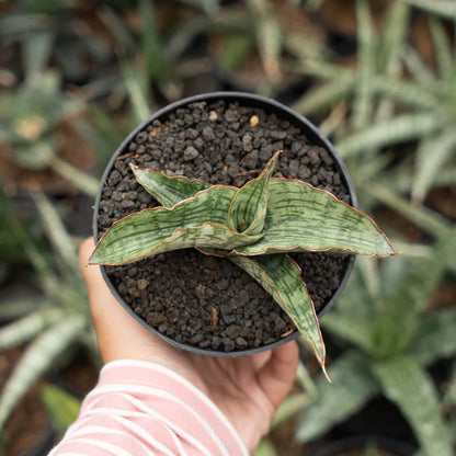 sansevieria gara