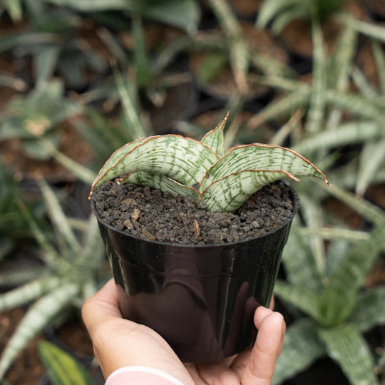 sansevieria gara