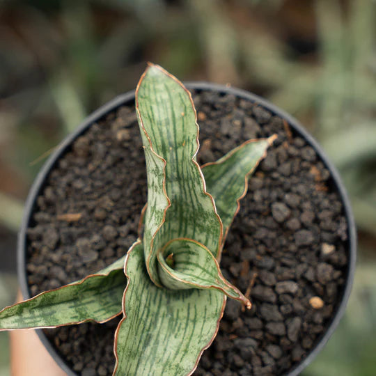 sansevieria gara