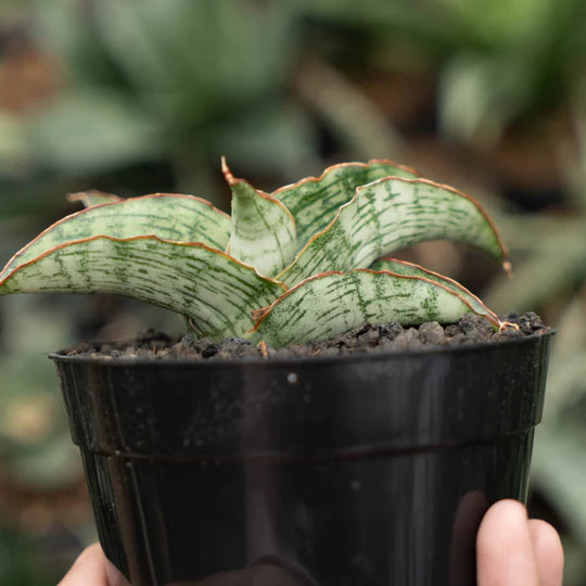 sansevieria gara