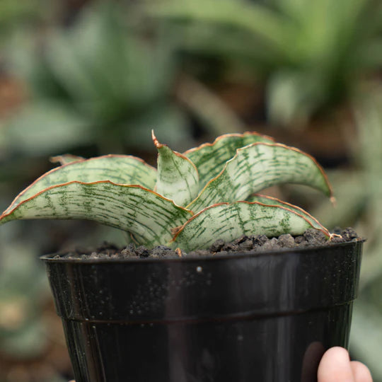 sansevieria gara