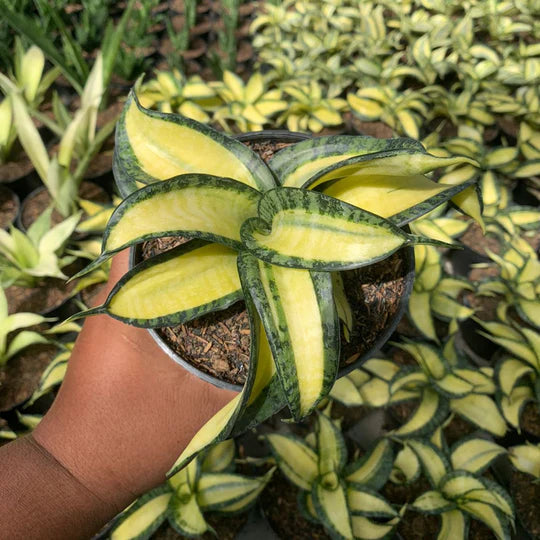 sansevieria golden wendy mediopicta