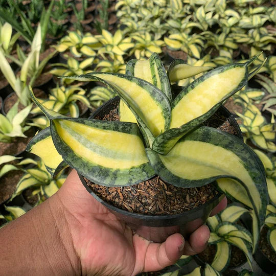 sansevieria golden wendy mediopicta