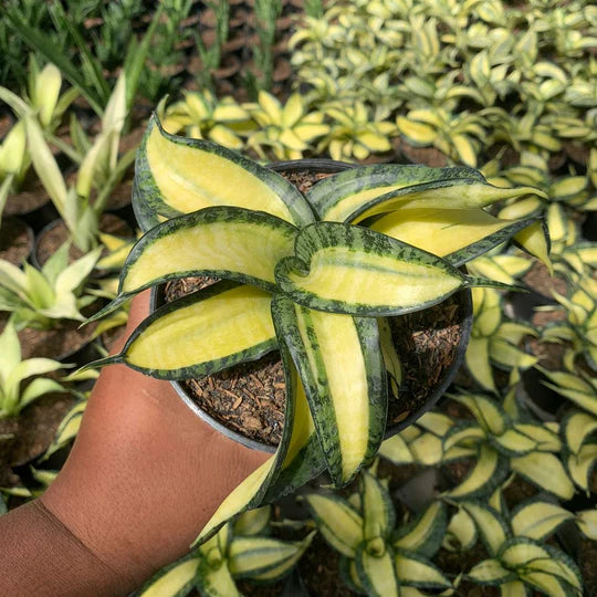 sansevieria golden wendy mediopicta